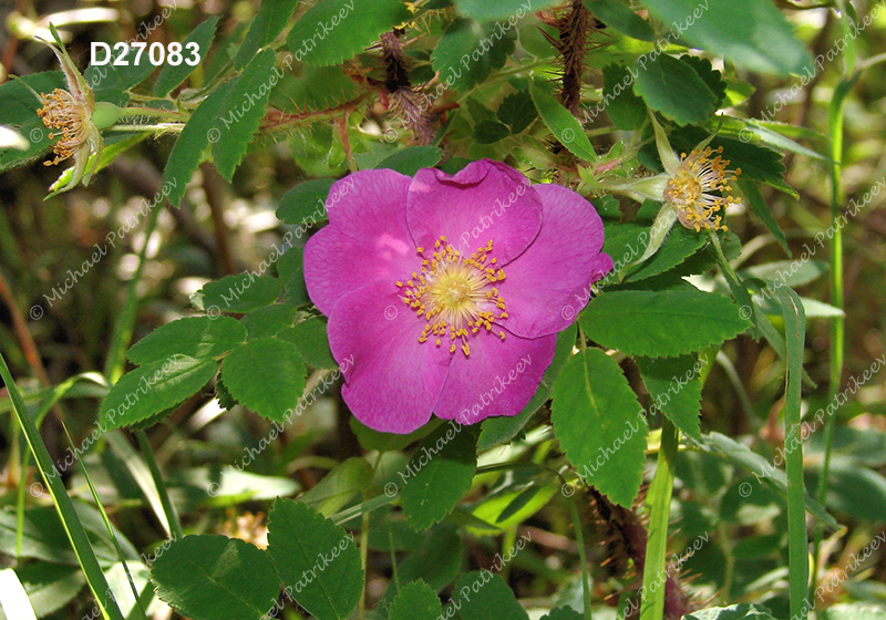 Prickly Rose (Rosa acicularis)